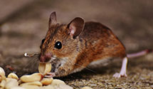 24 Hour & Emergency Exterminators in Folsom, NJ